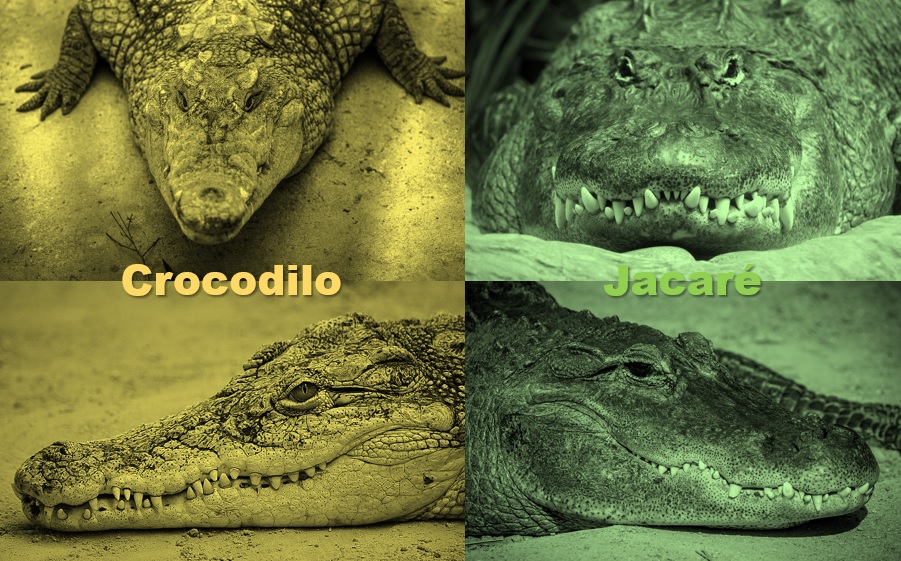 diferença entre jacaré e crocodilo blog das diferenças